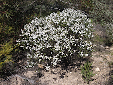 APII jpeg image of Olearia brachyphylla  © contact APII