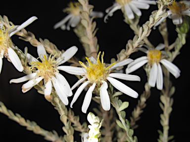 APII jpeg image of Olearia pimeleoides  © contact APII