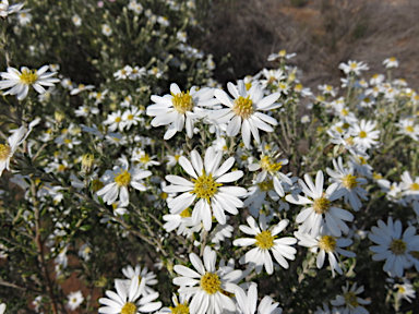 APII jpeg image of Olearia pimeleoides  © contact APII