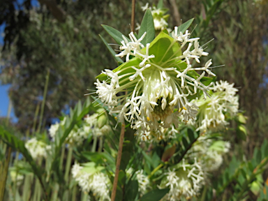 APII jpeg image of Pimelea macrostegia  © contact APII