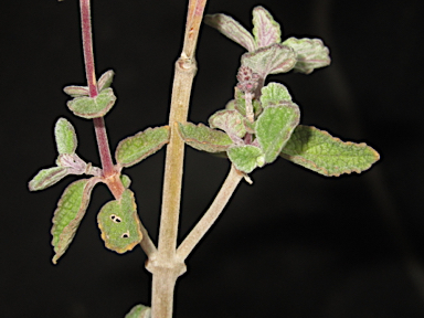 APII jpeg image of Plectranthus suaveolens  © contact APII