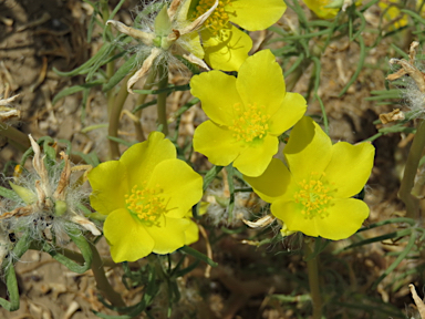 APII jpeg image of Portulaca sp. Rockhampton Downs (S.T.Blake17854)  © contact APII