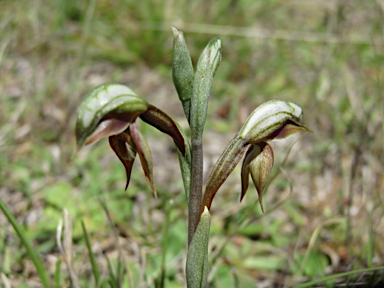 APII jpeg image of Pterostylis rufa  © contact APII