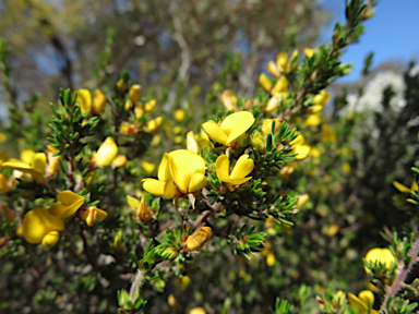 APII jpeg image of Pultenaea tenuifolia  © contact APII