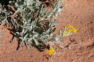 APII jpeg image of Senecio lanibracteus  © contact APII