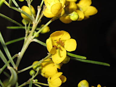 APII jpeg image of Senna artemisioides subsp. artemisioides  © contact APII