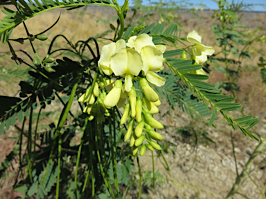 APII jpeg image of Sesbania cannabina var. cannabina  © contact APII