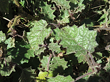 APII jpeg image of Solanum ditrichum  © contact APII