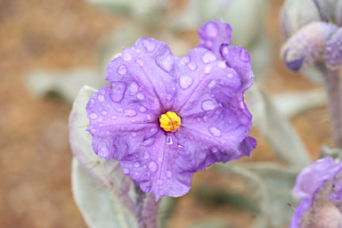 APII jpeg image of Solanum lasiophyllum  © contact APII