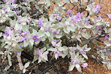 APII jpeg image of Solanum lasiophyllum  © contact APII