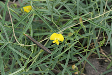 APII jpeg image of Vigna sp. Jimbour (A.R.Bean12534)  © contact APII