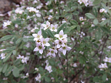 APII jpeg image of Zieria cytisoides  © contact APII