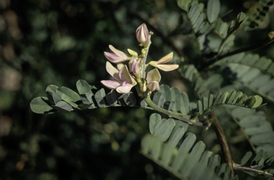 APII jpeg image of Abrus precatorius subsp. africanus  © contact APII