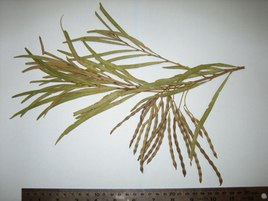 APII jpeg image of Acacia shirleyi  © contact APII