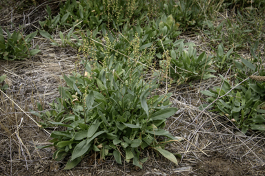 APII jpeg image of Rumex acetosella  © contact APII