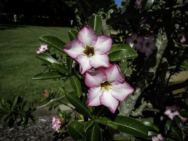 APII jpeg image of Adenium obesum  © contact APII