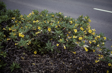 APII jpeg image of Allamanda neriifolia  © contact APII