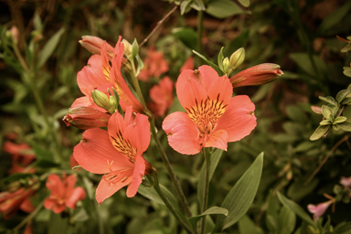 APII jpeg image of Alstroemeria aurea  © contact APII