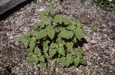 APII jpeg image of Amaranthus viridis  © contact APII