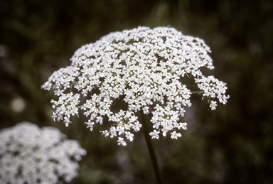 APII jpeg image of Ammi majus  © contact APII