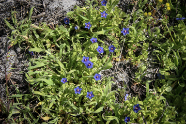 APII jpeg image of Lysimachia arvensis subsp. caerulea  © contact APII