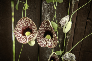 APII jpeg image of Aristolochia elegans  © contact APII