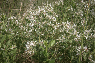 APII jpeg image of Baccharis halimifolia  © contact APII