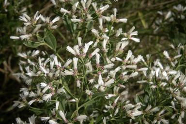 APII jpeg image of Baccharis halimifolia  © contact APII