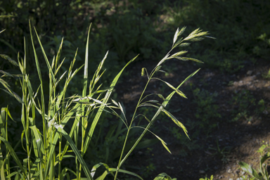 APII jpeg image of Bromus catharticus  © contact APII