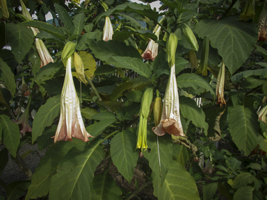 APII jpeg image of Brugmansia x insignis  © contact APII