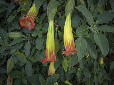 APII jpeg image of Brugmansia sanguinea  © contact APII