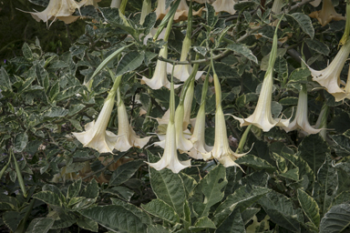 APII jpeg image of Brugmansia x candida  © contact APII