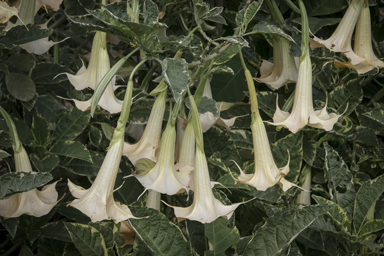 APII jpeg image of Brugmansia x candida  © contact APII