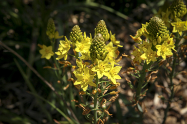 APII jpeg image of Bulbine bulbosa  © contact APII