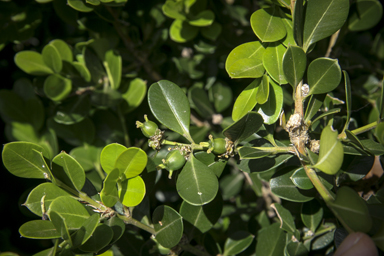 APII jpeg image of Buxus sempervirens  © contact APII