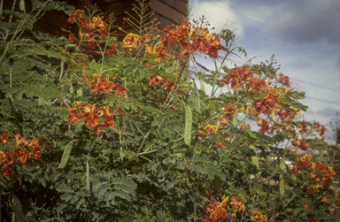 APII jpeg image of Caesalpinia pulcherrima  © contact APII