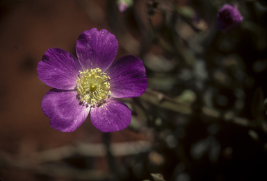 APII jpeg image of Calandrinia balonensis  © contact APII