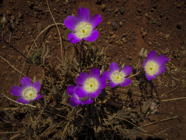 APII jpeg image of Calandrinia polyandra  © contact APII