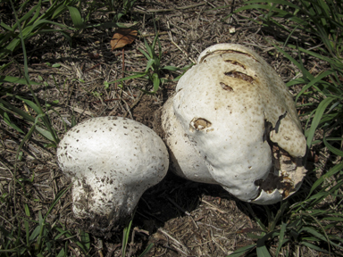 APII jpeg image of Calvatia gigantea  © contact APII