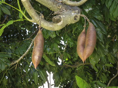 APII jpeg image of Castanospermum australe  © contact APII