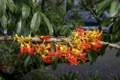 APII jpeg image of Castanospermum australe  © contact APII