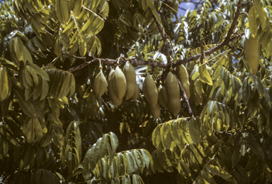 APII jpeg image of Castanospermum australe  © contact APII