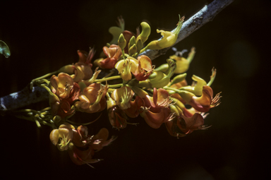 APII jpeg image of Castanospermum australe  © contact APII