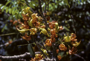 APII jpeg image of Castanospermum australe  © contact APII