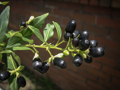 APII jpeg image of Cestrum parqui  © contact APII