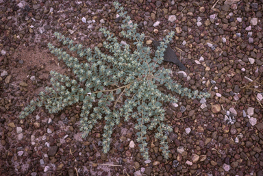 APII jpeg image of Euphorbia australis  © contact APII