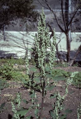 APII jpeg image of Chenopodium album  © contact APII