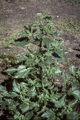 APII jpeg image of Chenopodium murale  © contact APII