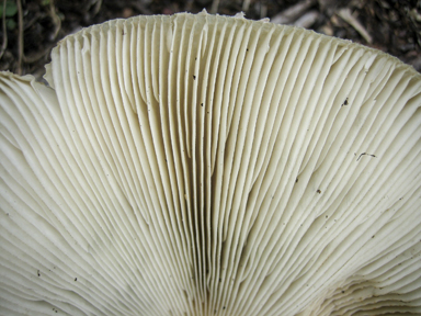 APII jpeg image of Chlorophyllum molybdites  © contact APII