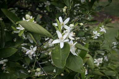 APII jpeg image of Citrus sinensis  © contact APII